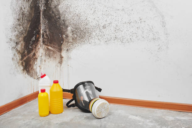 Home Mold Removal in Madison, IL