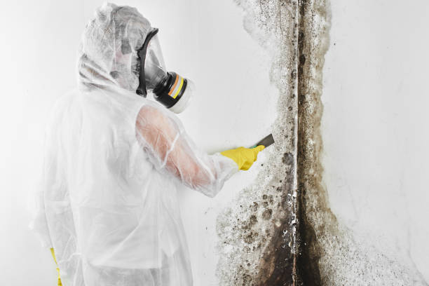 Best Residential Mold Removal  in Madison, IL