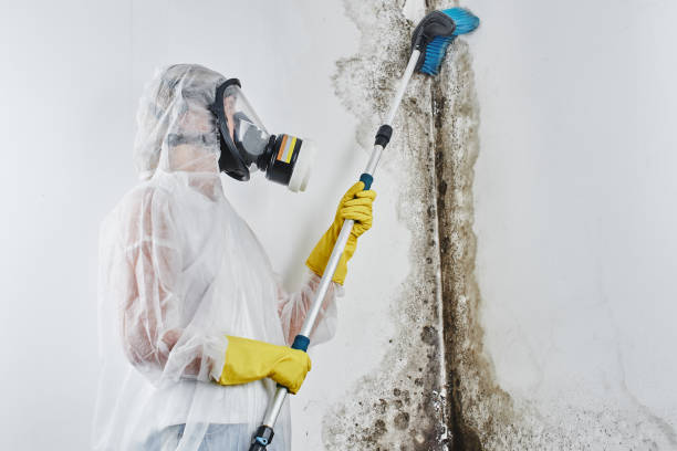 Best Mold Remediation  in Madison, IL