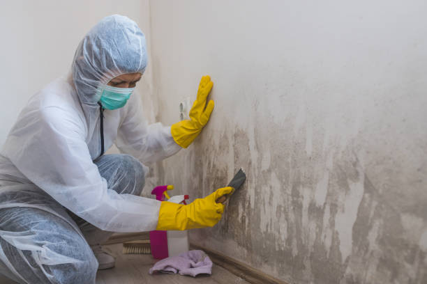 Best Mold Damage Repair  in Madison, IL