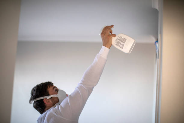 Best Mold Damage Repair  in Madison, IL
