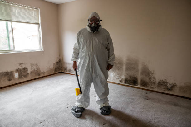 Professional Mold Removal in Madison, IL
