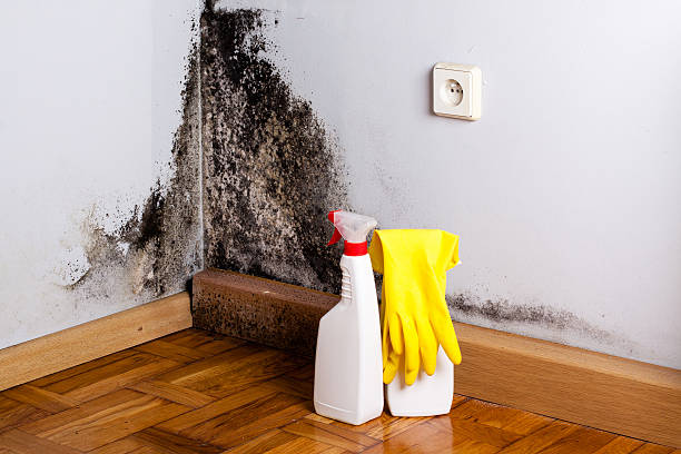 Best Home Mold Removal  in Madison, IL