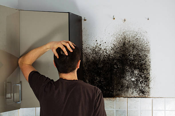 Best Professional Mold Removal  in Madison, IL