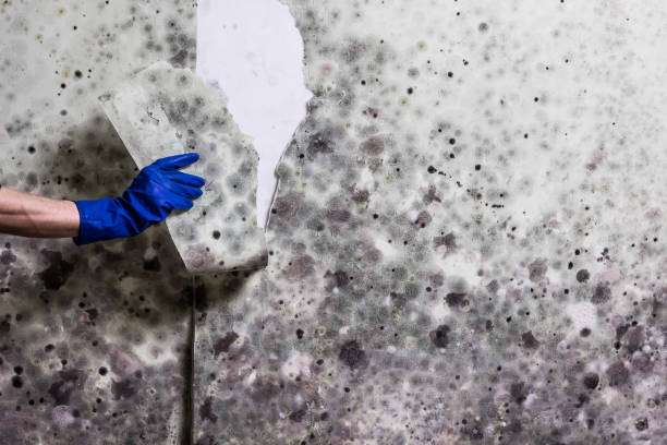 Best Emergency Mold Removal  in Madison, IL
