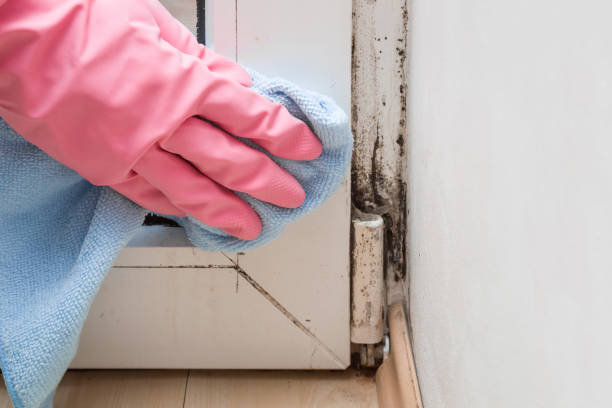 Best Toxic Mold Removal  in Madison, IL