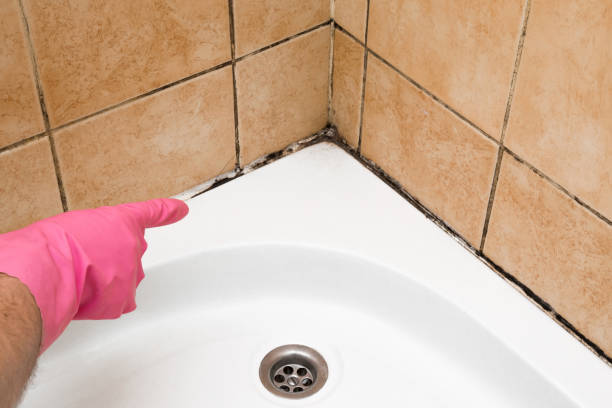 Best Mold Removal Company Near Me  in Madison, IL