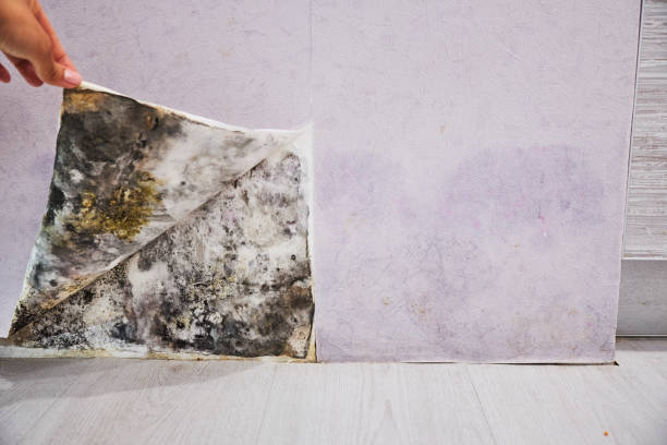 Best Mold Inspection  in Madison, IL